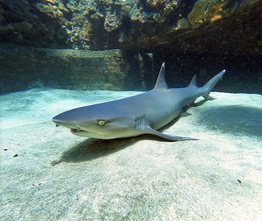 Aloha Maui Diving - Lahaina, Maui, HI 7