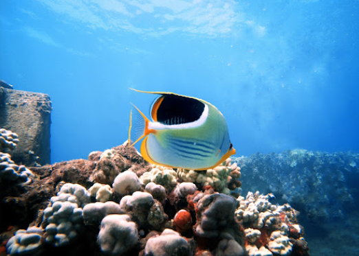 Aloha Maui Diving - Lahaina, Maui, HI 8
